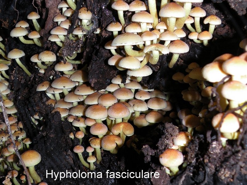 Hypholoma fasciculare-amf981-1.jpg - Hypholoma fasciculare ; Syn1: Nematoloma fasciculare ; Syn2: Geophila fascicularis ; Nom français: Hypholome en touffes